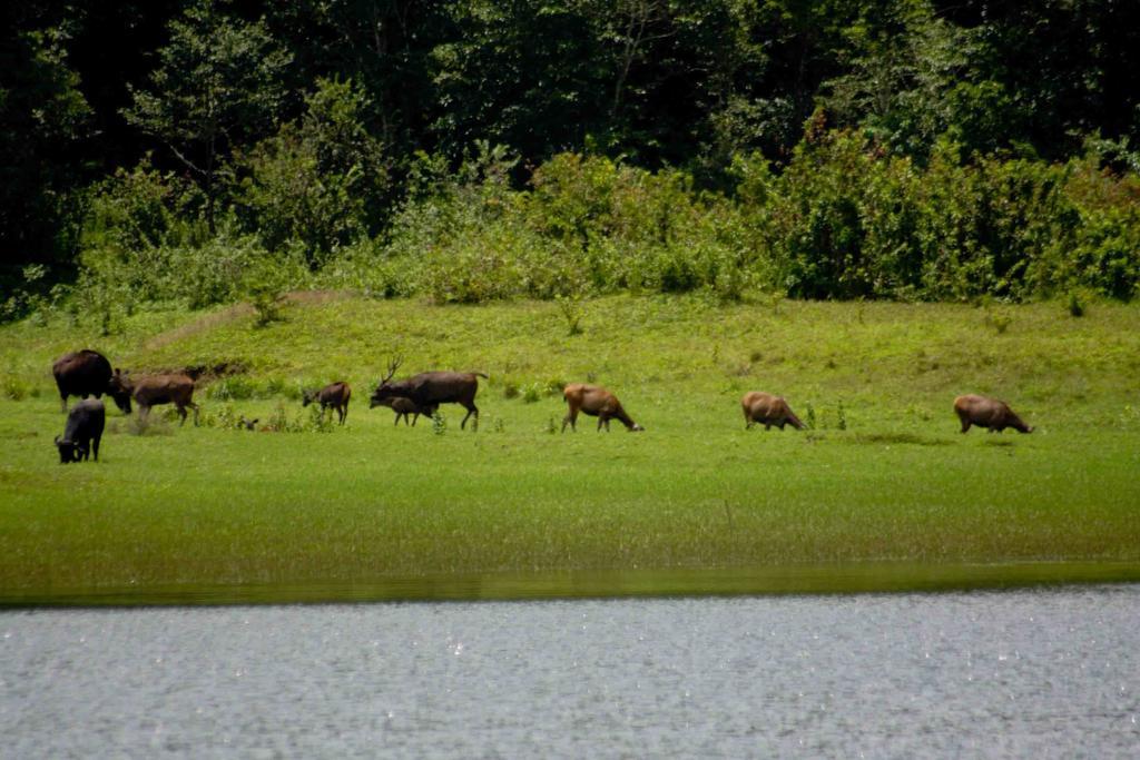 Dean Dale Cottages Thekkady Eksteriør billede